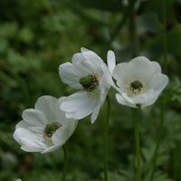 Anemone coronaria 'Die Braut' Photo: Nijssen